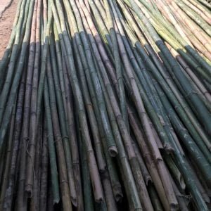 cây hóp đá tại Forbigsu