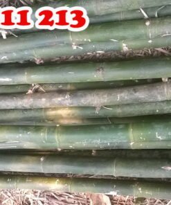 cây hóp đá tươi chắc khoẻ