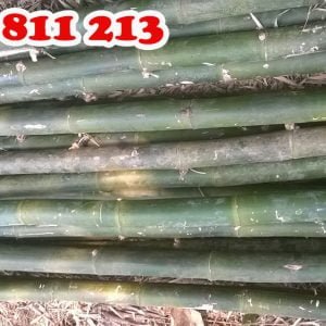 cây hóp đá tươi chắc khoẻ