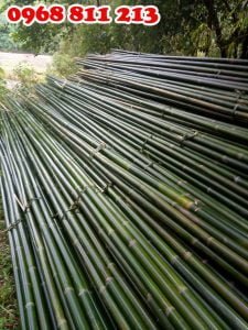 dóc, nứa chất lượng tại coctre88