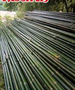 dóc, nứa chất lượng tại coctre88