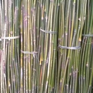 dóc, sặt loại tốt