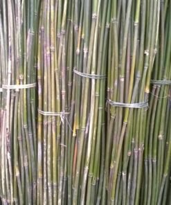 dóc, sặt loại tốt