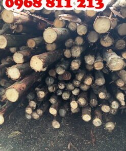 gỗ bạch đàn chắc khoẻ