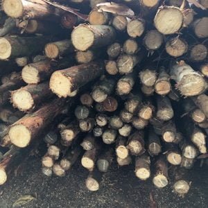 gỗ bạch đàn chắc khoẻ