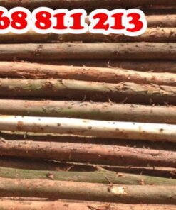 gỗ bạch đàn loại tốt