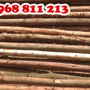 gỗ bạch đàn loại tốt