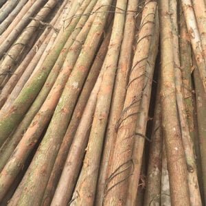 gỗ bạch đàn tươi thẳng 100%