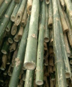 hóp đa tươi tại coctre88