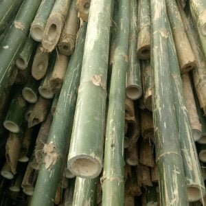 hóp đa tươi tại coctre88