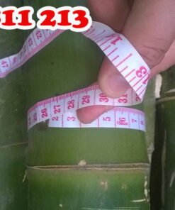 hóp đá loạt tốt