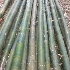 hóp đá tươi 100%