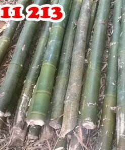 hóp đá tươi nguyên gốc