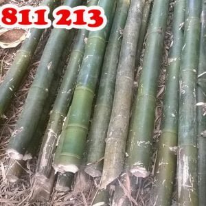 hóp đá tươi nguyên gốc