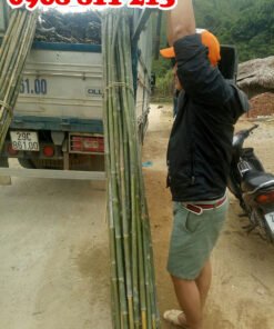 khai thác dóc lứa tươi