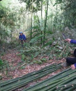 khai thác dóc tươi