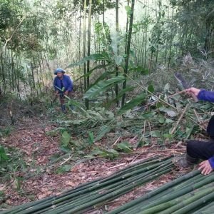 khai thác dóc tươi