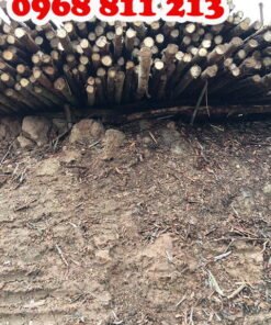 khai thác gỗ bạch đàn