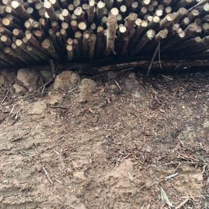 khai thác gỗ bạch đàn