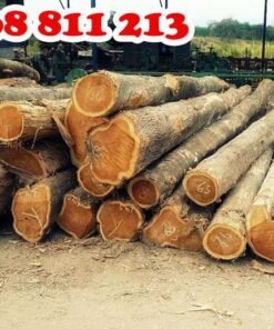 khai thác gỗ tếch tươi