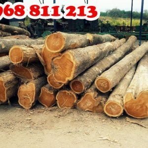 khai thác gỗ tếch tươi