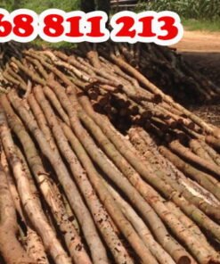 khai thác gỗ tươi chất lượng