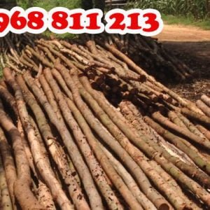 khai thác gỗ tươi chất lượng