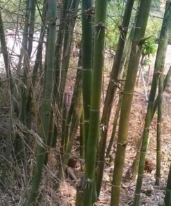 khai thác hóp đá