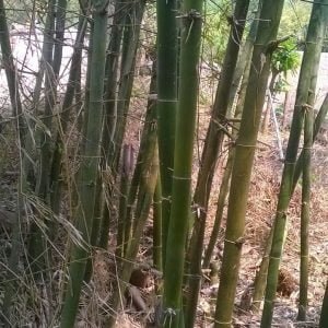 khai thác hóp đá