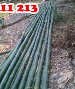 khai thác hóp đá tươi