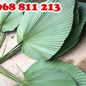 Lá cọ nguyên tàu