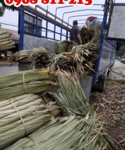 phân phối lá cọ tại coctre88