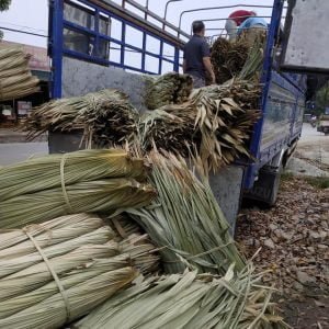 phân phối lá cọ tại coctre88