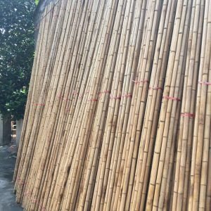 tre trúc các loại