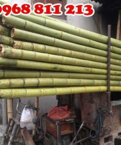 tre trúc chắc khoẻ