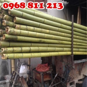 tre trúc chắc khoẻ