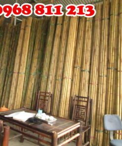 tre trúc đẹp tại coctre88