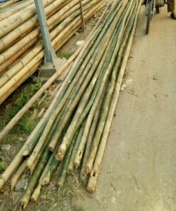 vận chuyển cây hóp đá