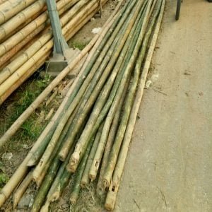 vận chuyển cây hóp đá