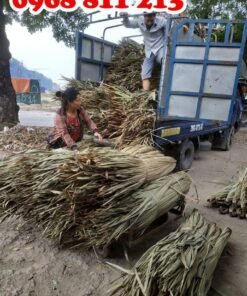 vận chuyển lá cọ