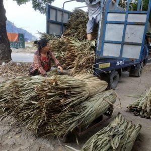 vận chuyển lá cọ