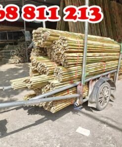 giàn giáo tre tươi 100%