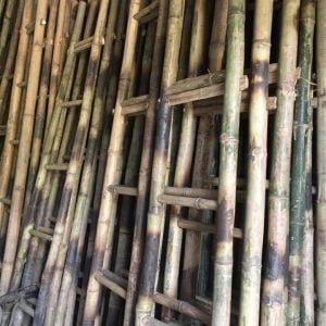 thang tre giá tốt tại Forbigsu