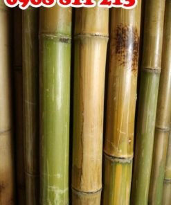 tre tốt làm giàn giáo