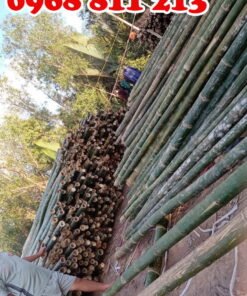 cây chống gốc bằng tre