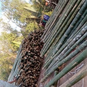 cây chống gốc bằng tre