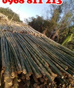 cây chống gốc bằng tre 4m