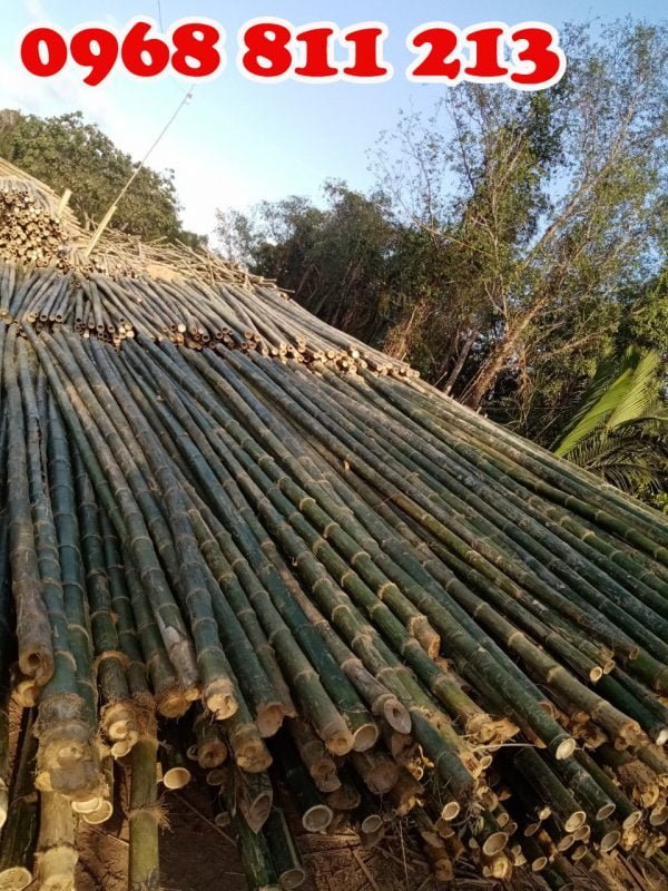 cây chống gốc bằng tre 4m