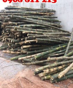 cọc tre gai thân gốc