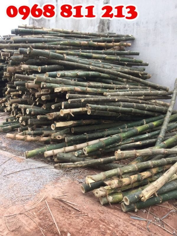 cọc tre gai thân gốc